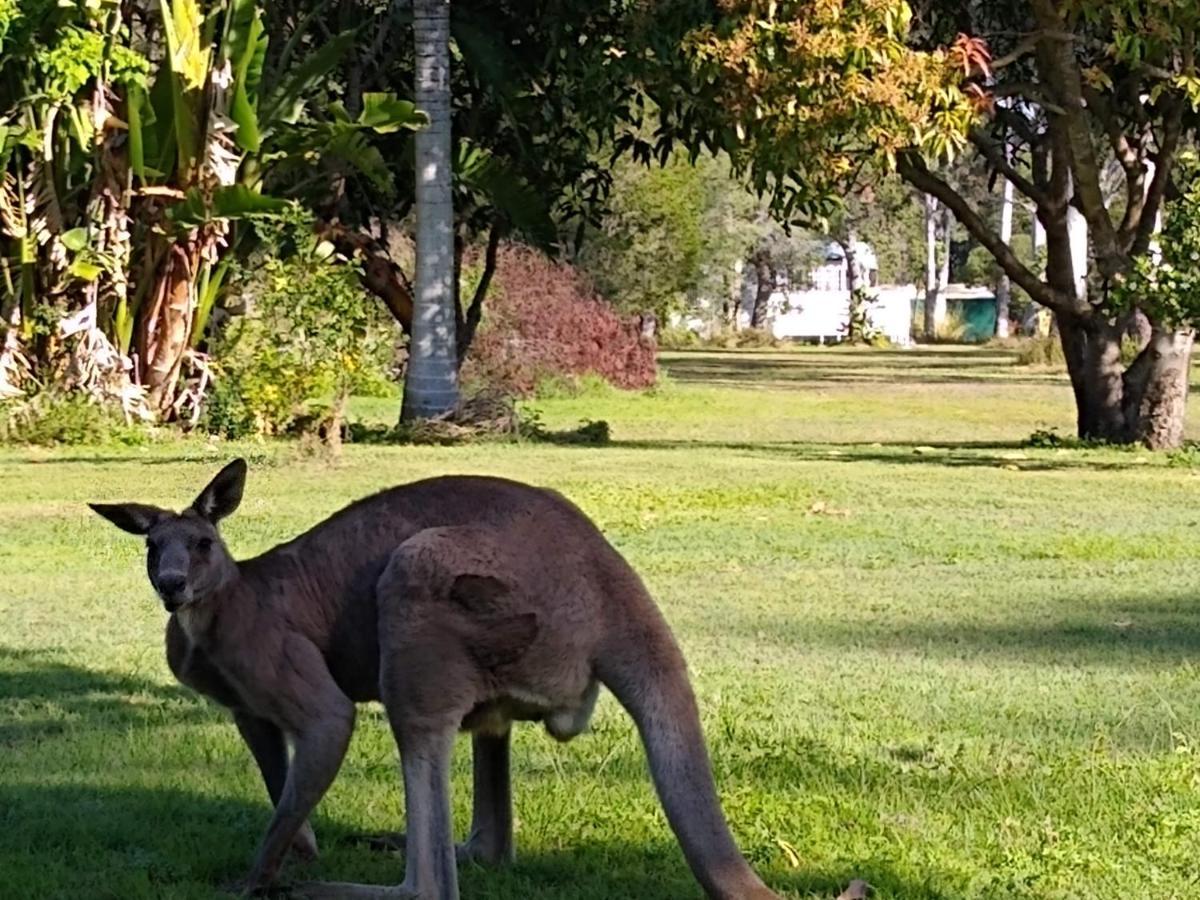 Lake Weyba Noosa Lodge & Kangaroos Переджиан Бийч Екстериор снимка