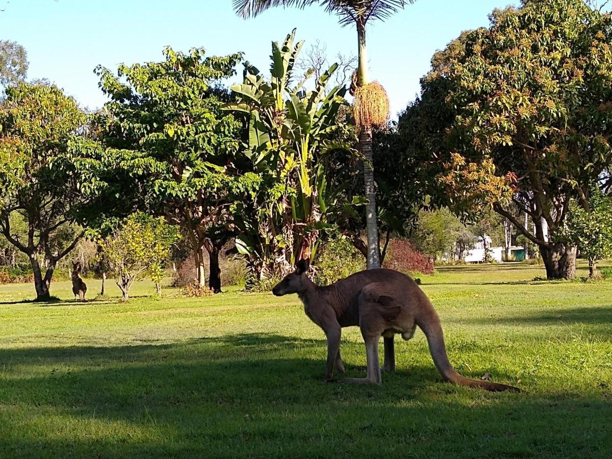 Lake Weyba Noosa Lodge & Kangaroos Переджиан Бийч Екстериор снимка