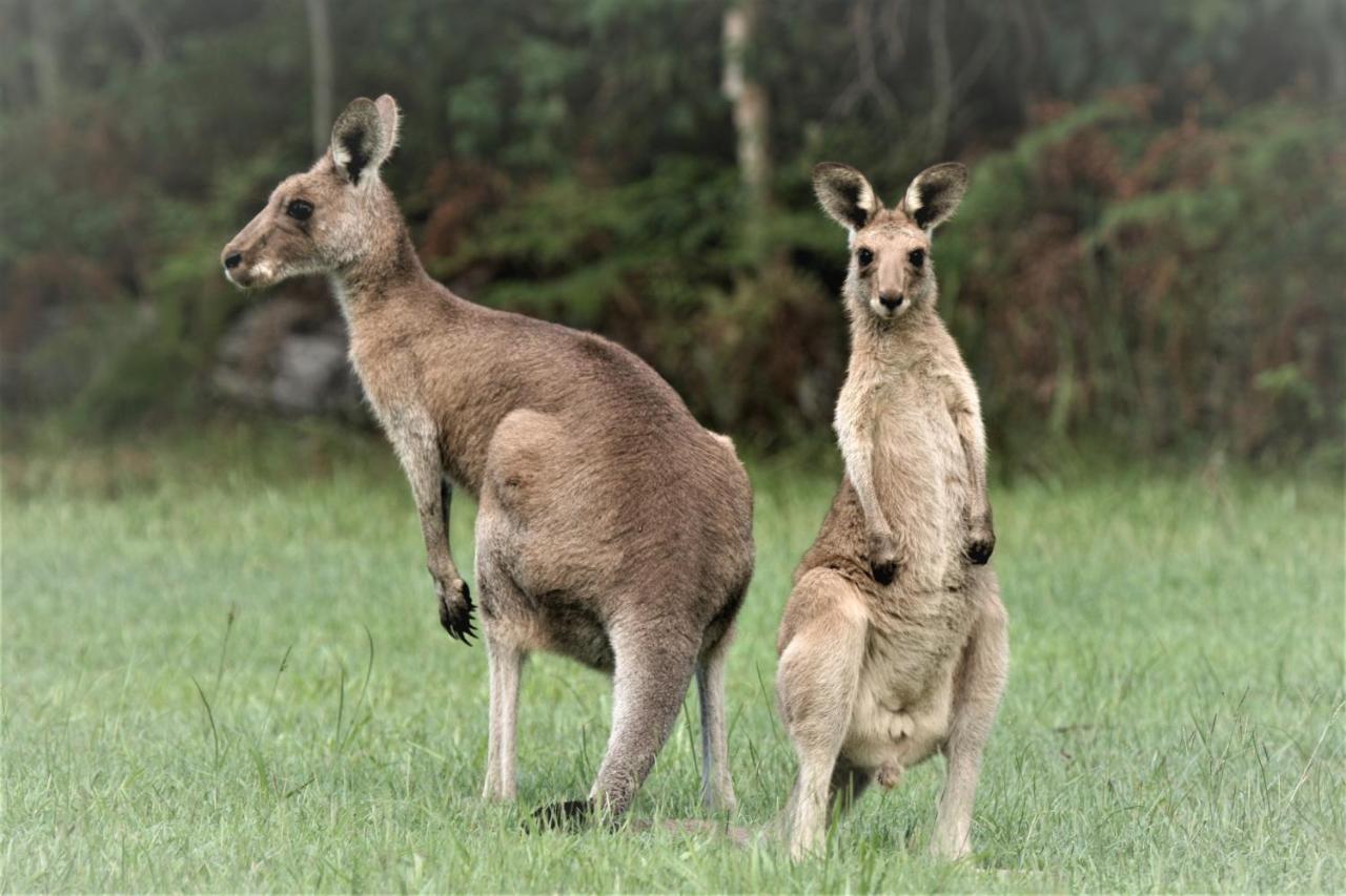 Lake Weyba Noosa Lodge & Kangaroos Переджиан Бийч Екстериор снимка