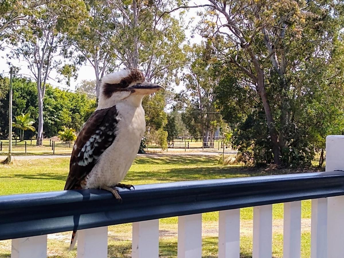 Lake Weyba Noosa Lodge & Kangaroos Переджиан Бийч Екстериор снимка