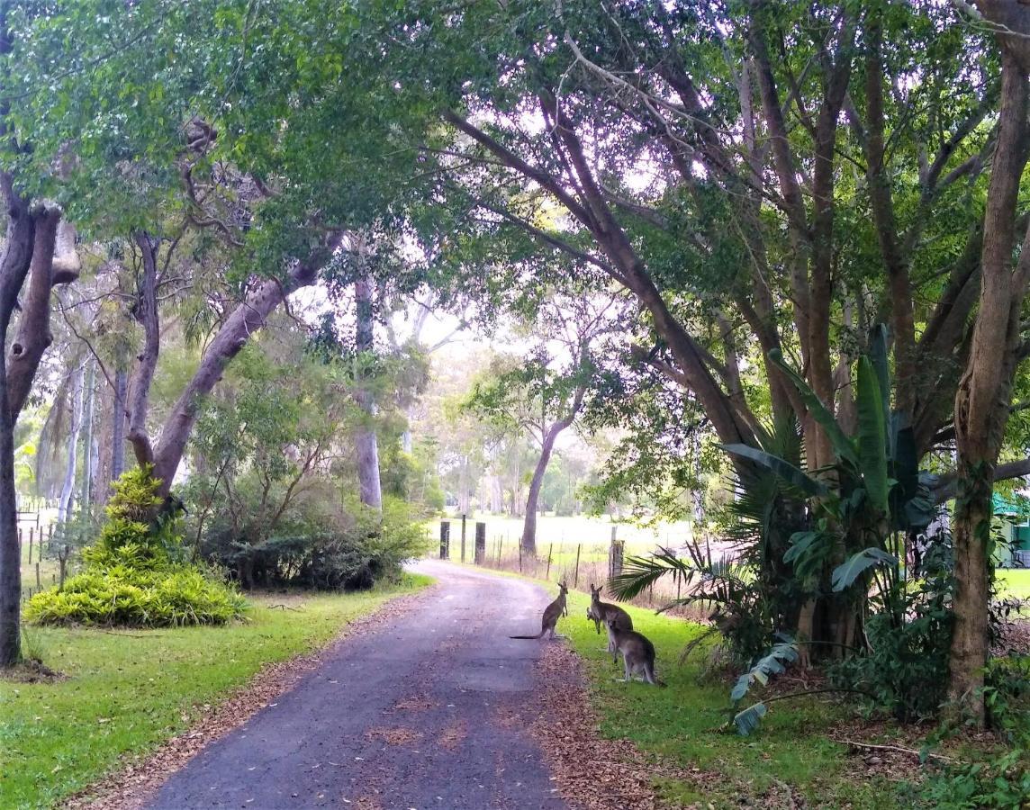 Lake Weyba Noosa Lodge & Kangaroos Переджиан Бийч Екстериор снимка